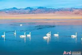 【图片新闻】阿克塞县苏干湖白天鹅游弋觅食图片