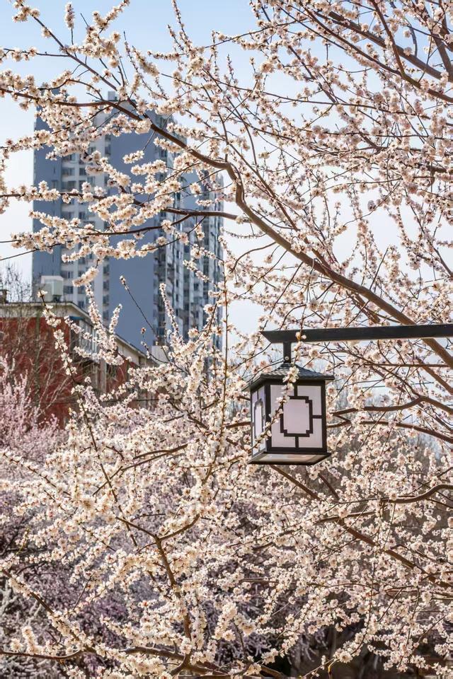 惊艳！北京十里堡桃花绽放，诉说春日浪漫