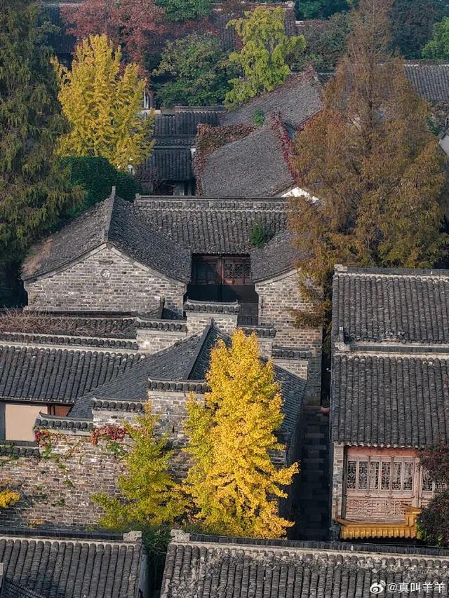 秦淮的银杏，悄悄黄了