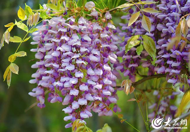 一城紫韵漫长廊！滨州紫藤花隧道迎来赏花季