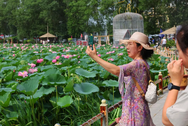 铁岭：一汪碧水“重生记”！“大莲花”荷香浮动迎客来