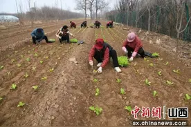 山西闻喜桐城镇：千亩大田春白菜开始秧苗移栽图片