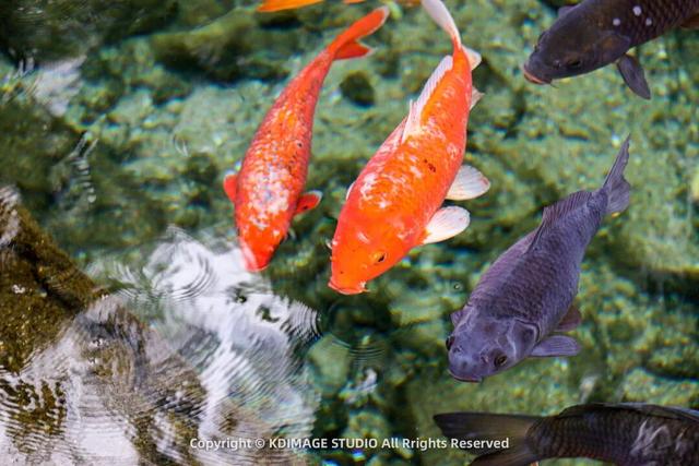 趵突泉涌玉龙，青石板映唐宋灯火，济南版“江南”在此