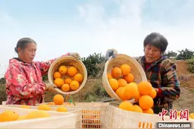 湖南东安打造“智慧果园” “一颗橙”带动一方富图片