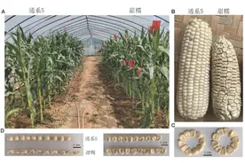 玉米家族又添新成员！兼具甜糯两个口味的鲜食玉米在江苏面世图片