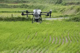 江西南康：无人机“上岗”高标准农田生产尽显科技范图片