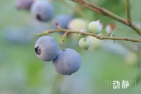 美味“蓝”不住，麻江“莓”好时光图片