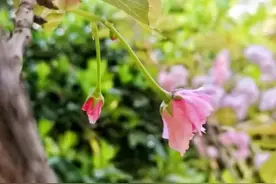 郑州最高22℃！这份春日温柔限定请收下→图片