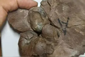 全球最小恐龙蛋化石，在江西被发现！图片