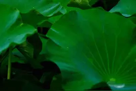 京城拍客今日精选｜雨燕戏孔桥 佳人廊下憩图片