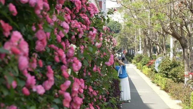 楚雄版“莫奈花园”藏不住啦！让你“五一”假期一次看过瘾