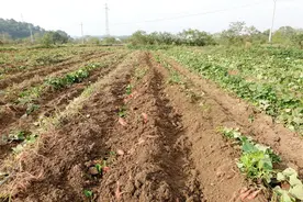 湘潭县：红薯苗“剪”出乡村振兴新产业图片