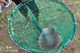 青岛海蜇进入高发期，日均十余位游客被蜇伤！医生提醒：切勿用清水冲洗伤口图片