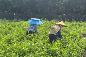 美好生活在云南｜玉溪元江：茉莉花开，丰收忙！图片