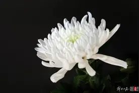 韩红母亲、西藏著名歌唱家雍西逝世！她18岁时唱的这首歌，周恩来总理曾修改歌词图片