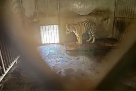 马上评｜20只东北虎之死，揭开动物园行业困局图片