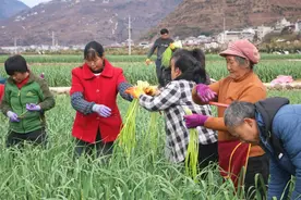 雅安汉源：干起！打蒜薹喽！图片