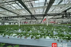 全国首张！SGS水果行业碳足迹认证证书在溧水颁发图片