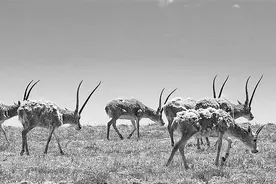 可可西里：藏羚羊的“生命接力”图片