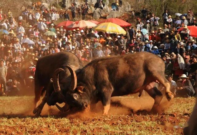 4月1日至8日，文山籍游客免票游石林杏林大观园