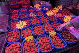 超100元/公斤！澄江蓝莓提前三个月上市，市民直呼“吃不起”图片