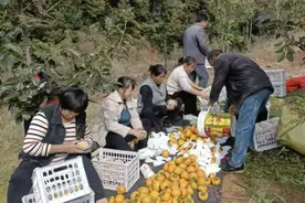 河南西峡：甜柿子照亮村民致富路图片