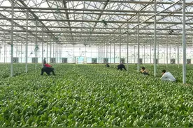 “冬闲不闲”！这里的大棚蔬菜争“鲜”上市了图片