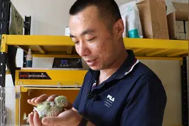 青岛故事丨即墨深山崛起“鹦鹉王国”：85后跨界青年科技养殖创280万年产值图片