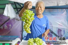 新乡凤泉区：葡萄节再发“甜蜜之约”图片