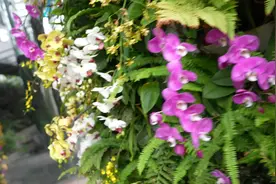 爱上海|五一假期来打卡！上海温室花园兰花展芬芳满园图片