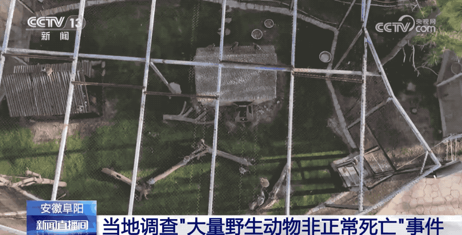 看丹观察丨“良心呢”！“动物园野生动物非正常死亡”事件要严肃追责！图片