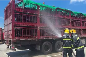120头黑毛猪在高速上中暑口吐白沫，上海消防用水枪洒水降温图片