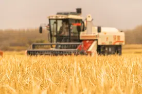 时事开讲第237期|解码粮食图片