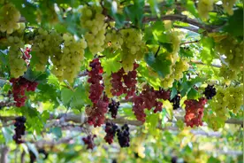 大兴温室葡萄可以采摘了 农场还有单体面积最大的葡萄树图片