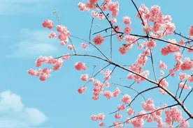 庐江赏花地图上线~图片