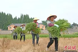 安徽淮南：寿州香包满城香图片