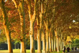 绝美梧桐大道已“上线”，快来解锁深秋限定美景→图片