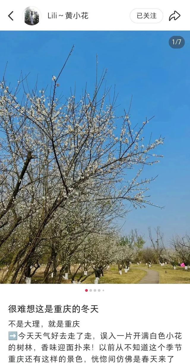 赏完你的赏你的！最近的重庆太会“开花”！红梅、白梅、冬樱全开炸了！