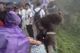 峨眉山猴子撕咬小女孩？景区回应：旧视频，没有游客受伤｜云辟谣图片