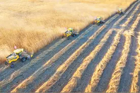 芦苇荡里巧生“金”（探访）图片