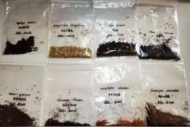 丰台花乡花木集团148种花卉种子完成太空旅程图片