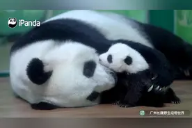 熊猫妈妈轻轻把幼崽搂进怀中 这一幕太有爱了！图片