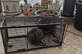 松鼠组团偷袭杭州某小区，居民：它们不怕人到处是爪印图片