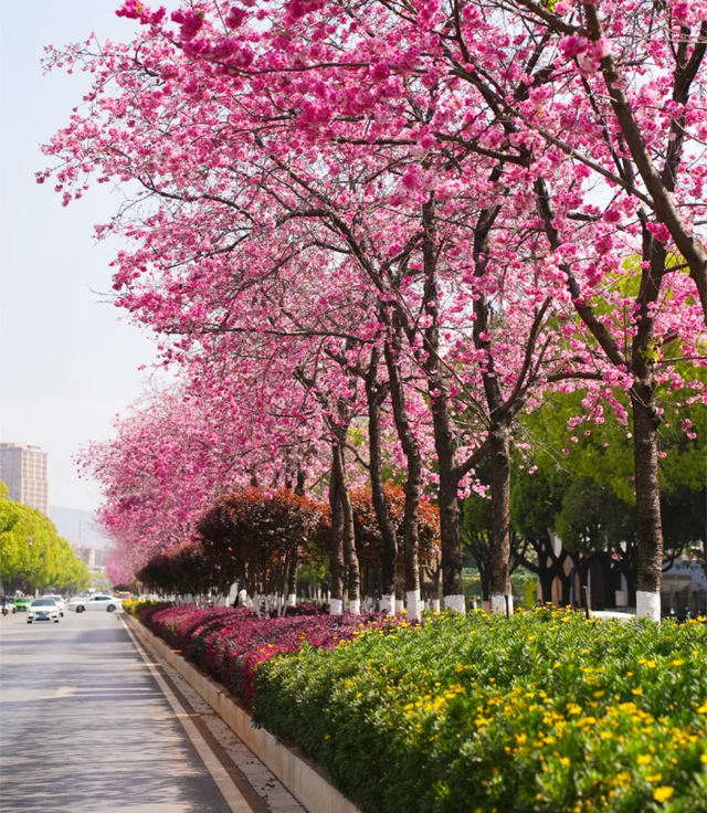 谁懂！打工人的顶级治愈！3月的昆明全城加载粉色滤镜，卷不动就在通勤路上看看花！附赏花大道攻略→
