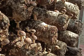 推动产业振兴 河南西峡探索食用菌特色产业发展图片