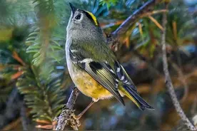 非常稀少可爱头戴皇冠的小鸟——戴菊图片