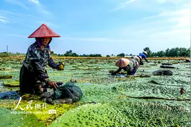 安徽庐江：芡实种植富水乡图片