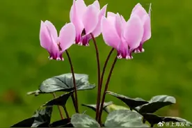 仙客来是家中过年常见的年宵花，想要仙客来年年开花？来看这些“花”招→图片