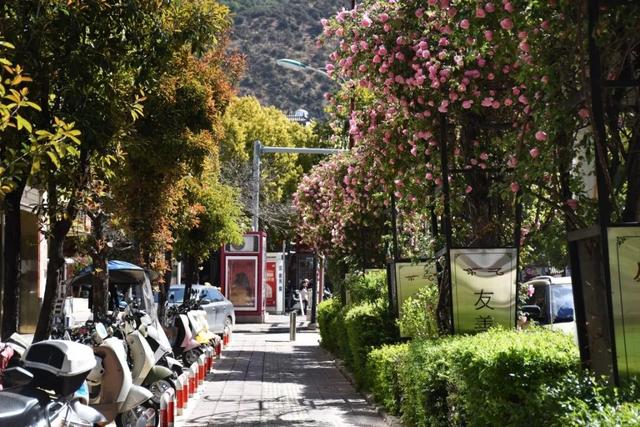 花漾丽江丨花瀑漫街！快被丽江这条花路“香迷糊”了……