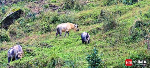 唐家河红叶季云端启幕：生态奇观与千年文脉共绘金秋盛景
